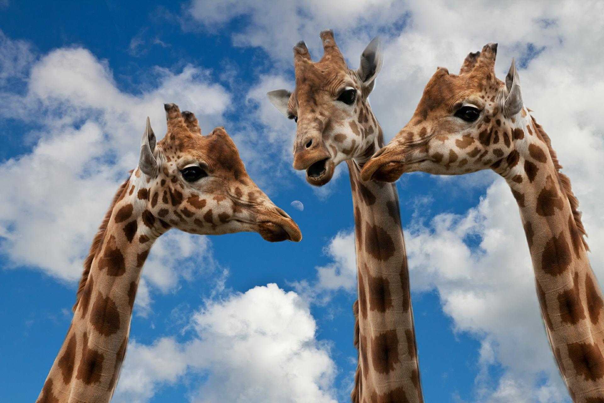spoking giraffes